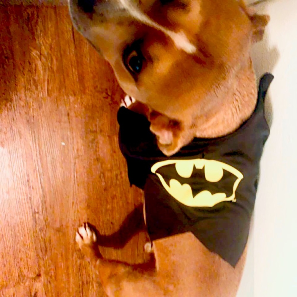 Batman dog harness